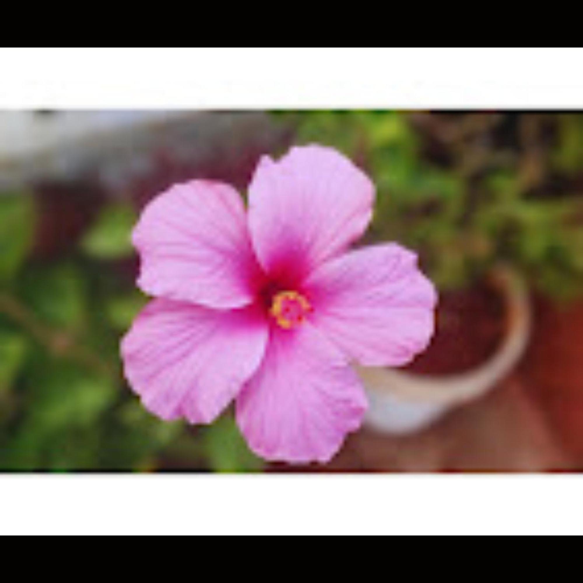 D's Den Hotel Panchgani Buitenkant foto