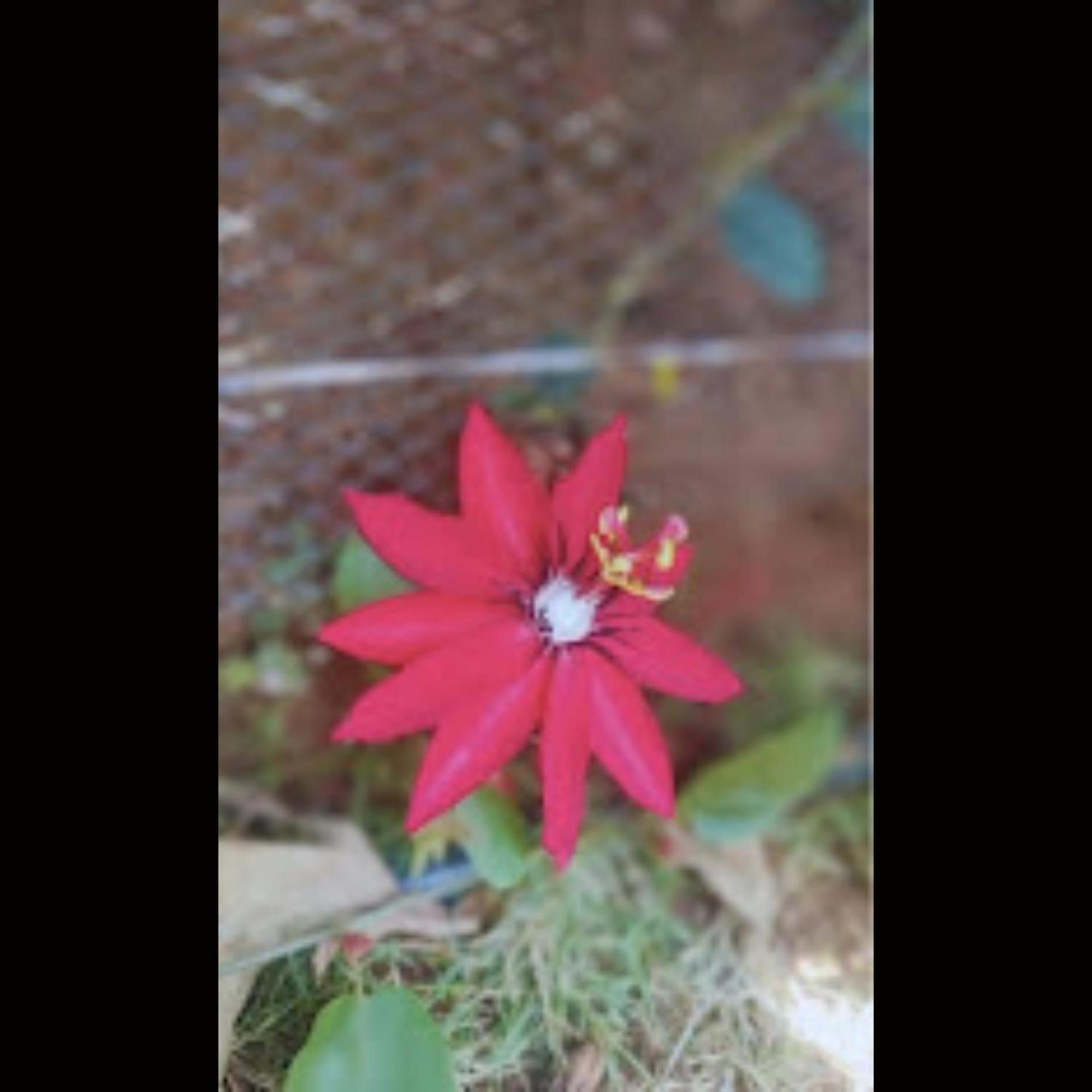 D's Den Hotel Panchgani Buitenkant foto