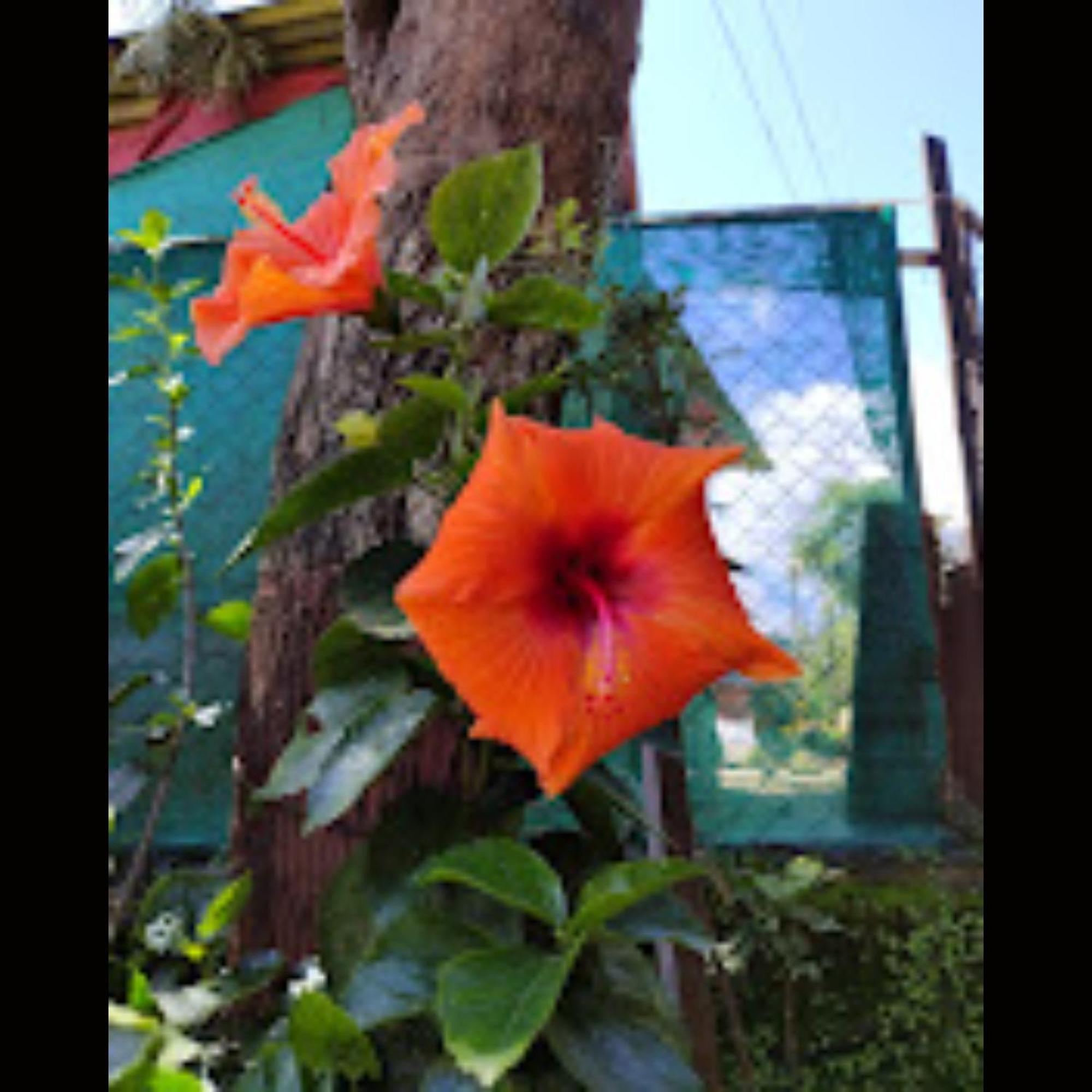 D's Den Hotel Panchgani Buitenkant foto
