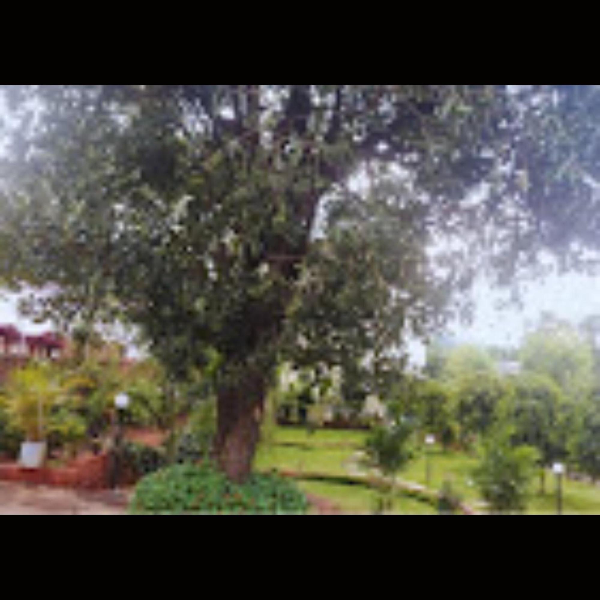 D's Den Hotel Panchgani Buitenkant foto